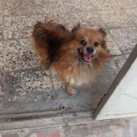 سگ پامرگم شده