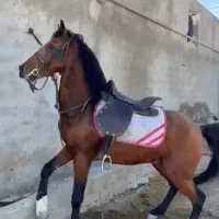 فروش اسب نریون