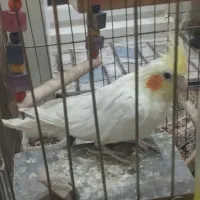 جوجه عروس هلندی