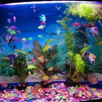 ماهی کالر|ماهی|ارومیه, |دیوار