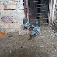 کفتر آلمانی ضمانتی مسافتی|پرنده|بیرجند, |دیوار