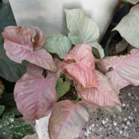 گلخانه|گل و گیاه طبیعی|گرگان, |دیوار