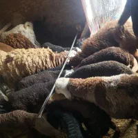 میش زاییده|حیوانات مزرعه|تایباد, |دیوار