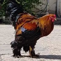 طخم مرغ برحما