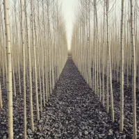 عرضه نهال صنوبر مقاوم بارشد سریع و ماندگاری طولانی