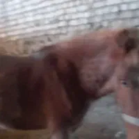 کره مادیون ۱سال|اسب و تجهیزات اسب‌سواری|داران, |دیوار