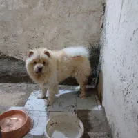 سگ نژاد چاچاو