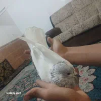 کله ای|پرنده|جیرفت, |دیوار