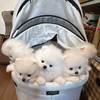 سگپامرانین.اصل وارداتی|سگ|تهران, هوانیروز|دیوار