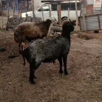 قوچ بره گوسفند|حیوانات مزرعه|کجور, |دیوار