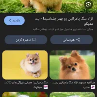 سلام سگ پا کوتاه واگذاری رایگان کسی داشت بیاد چت