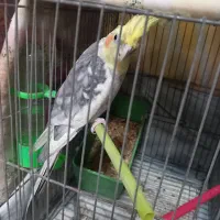 طوطی عروس نر