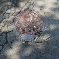 عروس هلندی گم شده