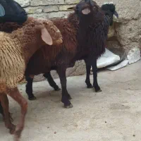 بره نر جوان