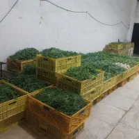 پخش سبزی خورد شده و پاک شده شهریار|خوردنی و آشامیدنی|شهریار, شهرک بهاران (ویره)|دیوار