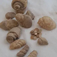 فُسیل|کلکسیون اشیاء عتیقه|خوشاب, |دیوار