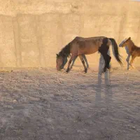 معاوضه اسب|حیوانات مزرعه|کوار, |دیوار