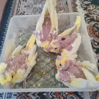 جوجه عروس هلندی