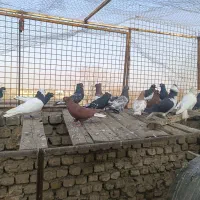 رنگه|پرنده|مشهد, کشف|دیوار