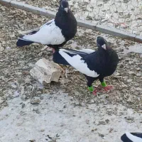 کفتر سینه ای نوک سفید پرشی|پرنده|شیراز, ارم|دیوار