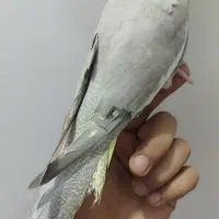 عروس هلندی دستی