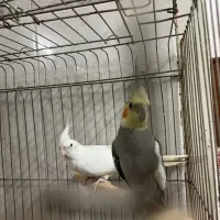 عروس هلندی|پرنده|قم, آزادگان|دیوار