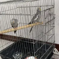 عروس هلندی|پرنده|بهارستان, |دیوار