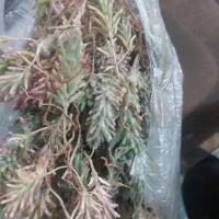 کاکوتی کوه های قم