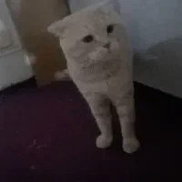 اسکاتیش|گربه|مشهد, حضرت حجت|دیوار