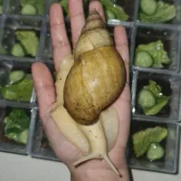 حلزون آلبینو آپارتمانی