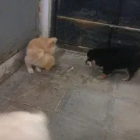 توله سگ پاکوتاه