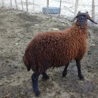 فروش بره نره شیر