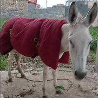 الاغ گوسفندی