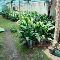 فروش گل عبایی به قیمته عمده