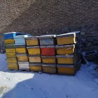 طبق و قوطی زنبور