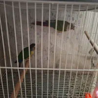 گرینچیک|پرنده|تربت جام, مسکن مهر|دیوار