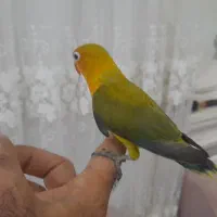 کوتوله عروس هلندی طوطی ملنگو قناری|پرنده|مشهد, خواجه ربیع|دیوار