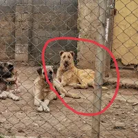 سگ نر سراب|سگ|رشت, لاکان|دیوار