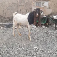 نری نژادر فروشی