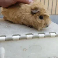 خوکچه هندی ،دوساله ،ماده ، سالم و وسرزنده