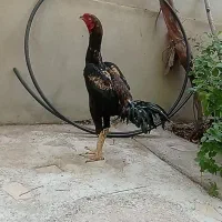 خروس لاری 7ماهه از نژاد شاه خسرو ملکان