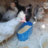 جوجه رنگی محلی|حیوانات مزرعه|جوادآباد, |دیوار