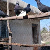 کبوتر دمسفید