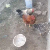 دوعدد خروس محلی