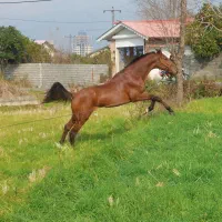 فروش نریان ترکمن یموت سن۳به۴