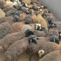 ذبح بره میش بزغاله