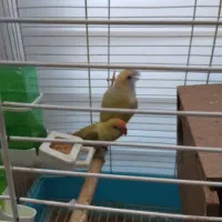 یک جفت طوطی برزیلی