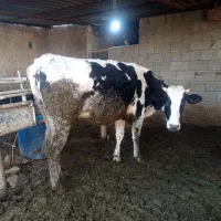 گاو ابستن 9ماه|حیوانات مزرعه|بهبهان, |دیوار