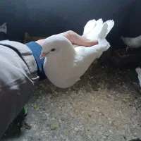 کبوتر پرشی|پرنده|رشت, جانبازان|دیوار