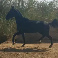 اسب مادیان مشکی